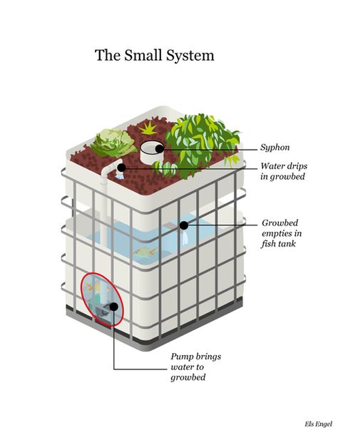 Design Small Aquaponics System Aquaponics Aquarium, Indoor Aquaponics, Aquaponics Greenhouse, Backyard Aquaponics, Aquaponics Diy, Film Technique, Aquaponic Gardening, Aquaponics System, Traditional Garden