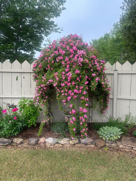 flowering vines peggy martin rose Peggy Martin Rose Climbing, Vines For Fences, Peggy Martin Rose, Trellis Pergola, Vine Fence, Fence Trellis, Rose Climbing, Martin Rose, Blue Passion Flower