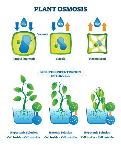 Plant Osmosis Vector Illustration. Cell Water Absorption Process Explanation Stock Vector - Illustration of drawing, osmosis: 183454742 Osmosis Experiment, Botany Notes, Biology For Kids, Biology Plants, How The Universe Works, Plant Activities, Science Rules, Plant Tissue, Chemistry Lessons