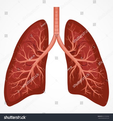 Lungs Drawing, Human Respiratory System, Lung Anatomy, Human Body Organs, Human Lungs, Human Organ, Lungs Health, Easy Science Experiments, Lung Disease