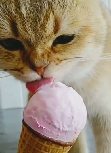 Cats eating icecream Kitty Aesthetic, Easy Animal Drawings, Animal Crossing Fan Art, Cat Health Care, Eating Ice, Animal Crossing Characters, Eating Ice Cream, Raining Cats And Dogs, Yellow Cat