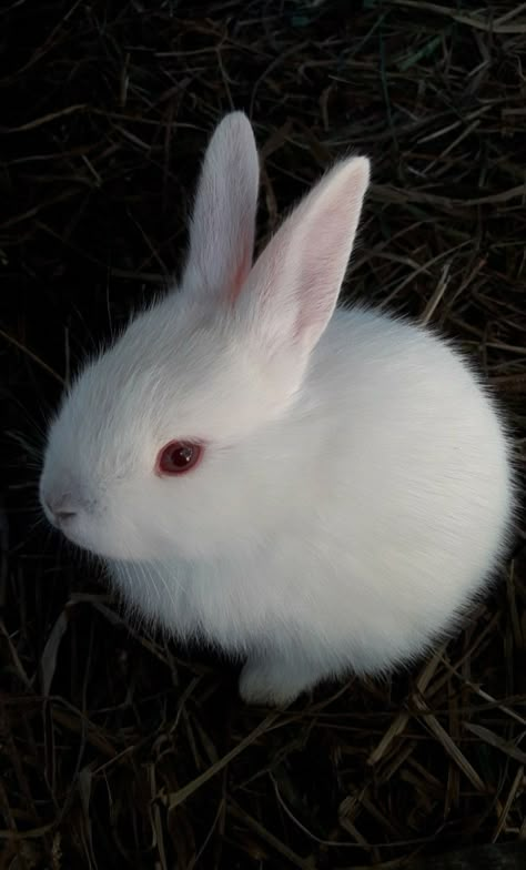 White Bunny Red Eyes Aesthetic, White Bunny With Red Eyes, Red Eyed Rabbit, Albino Rabbit Aesthetic, White Rabbit Red Eyes, Red Eye Bunny, Albino Bunny, Rabbit Eyes, Two Colored Eyes