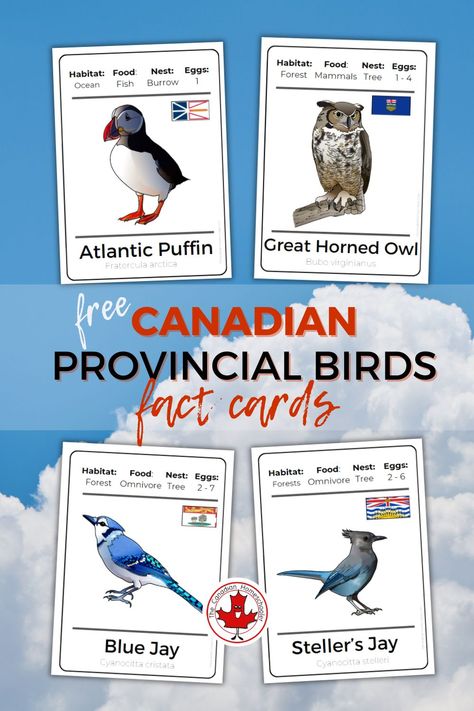 Did you know that every province and territory in Canada has chosen a bird to represent themselves? Learn more about each of these amazing birds with this free printable set of fact cards. Canadian Geography, Canadian Facts, Ontario Birds, Owl Sounds, Birds Printable, Owl Pellets, Geography For Kids, Bird Facts, American Crow