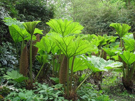 Prehistoric Flowering Plants | Prehistoric Plants | Flickr - Photo Sharing! Prehistoric Flowers, Prehistoric Garden, Prehistoric Plants, Fantasy Plants, Jungle Plants, Indoor Flowering Plants, Jungle Gardens, Backyard Pool Designs, Flowering Plants