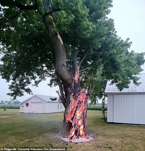 Tree burns from inside out after being set ablaze by 50,000f lightning bolt | Daily Mail Online Massive Tree, Eerie Photos, Crazy Pics, Struck By Lightning, Lightning Strike, Agriculture Industry, Hail Storm, Severe Storms, Lightning Strikes