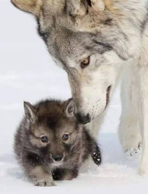 Wolf Lovers🐺💝 | Sweetie ♥️ | Facebook Wolf Child, Lovers Society, Baby Wolves, Wolf Clothing, Cartoon Wolf, Wolf Hoodie, Wolf Poster, Wolf Children, Wolf Painting