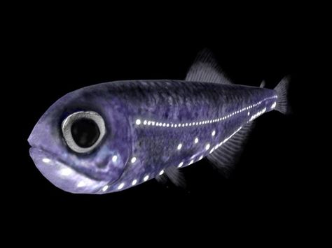 The Lanternfish, also known as Symbolophorus barnardi, is a deep-water fish that gets its name from its ability to produce light. The light is given off by tiny organs known as photophores...It is the same process used by fireflies...Photo from Fish wallpapers Lantern Fish, Fish Lanterns, The Deep Ocean, Underwater Sea, Deep Sea Creatures, Fish Wallpaper, All Fish, Underwater Creatures, Underwater Life