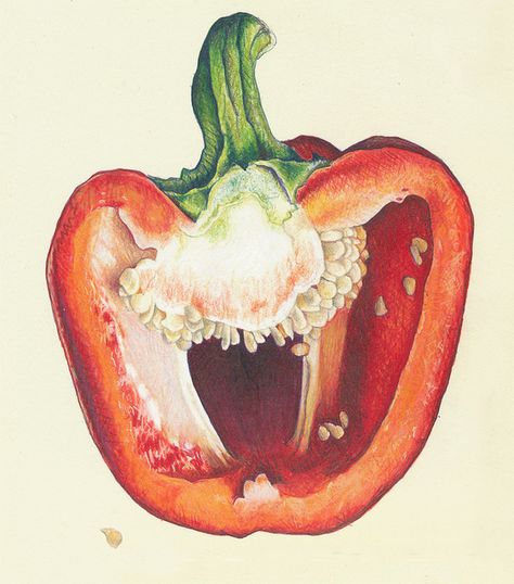 Look what you can do with markers, bic pen and colored pencils! PEPPERS_close2 by cmcleanart, via Flickr Pepper Drawing Realistic, Colored Pencil Food Illustration, Pen Study Art, Ap Art Colored Pencil, Bell Pepper Sketch, Gcse Art Pepper Page, Colored Pencil Nature Drawings, Botanical Colored Pencil, Bell Pepper Art