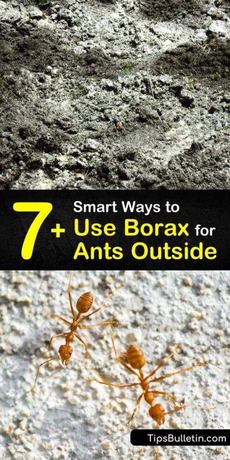 Kill Red Ants Outside, Ant Bait Homemade, Kill Fire Ants In Yard, How To Kill Fire Ants In Yard, How To Kill Ants Outside, Homemade Ant Killer For Outside, How To Kill Ants, Ant Bait Borax Sugar, Diy Ant Killer Outdoor