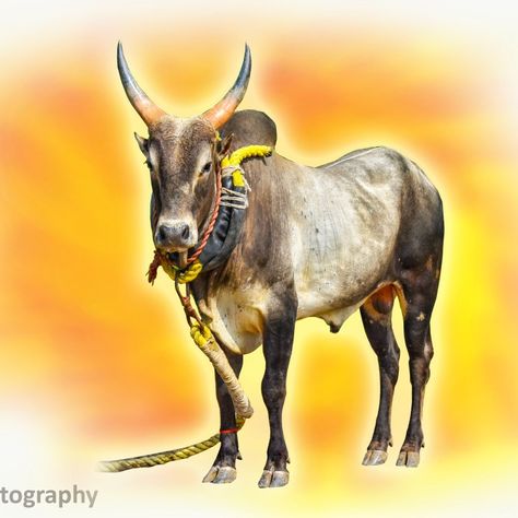 Jallikattu Png, Pola Festival, Lion Hd Wallpaper, Painting Themes, Bull Images, Thumbnail Background, Cow Photography, Digital Graphics Art, Bull Painting