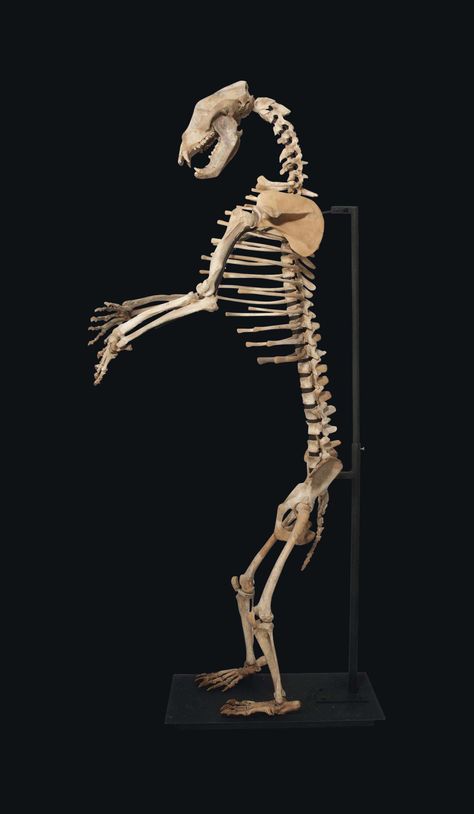 Skeleton Back View, Bear Skeleton, Skeleton Back, Bear Skull, Skeleton Flower, Cave Bear, Animal Skeletons, Vulture Culture, Animal Study