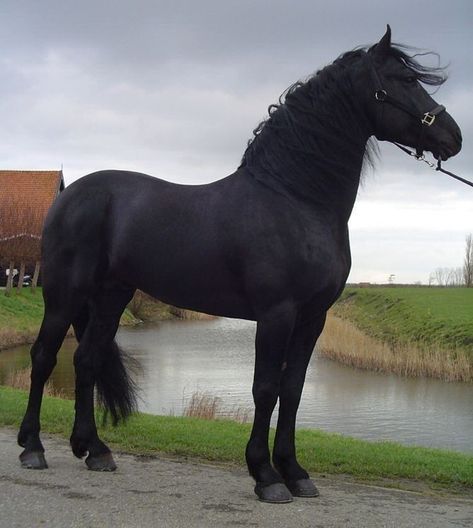 Talon Aesthetic, Arabian Stallions, Black Stallion, Black Horses, Friesian Horse, Most Beautiful Animals, Majestic Horse, Horse World, All The Pretty Horses