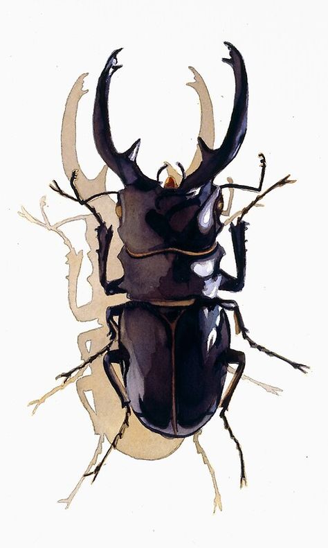 Beetle Watercolor, Paul Jackson, Realistic Watercolor, Stag Beetle, Watercolor Print, For Sale, Black