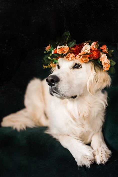 Animal Photoshoot, Epic Wedding, Dog Photoshoot, Artistic Pictures, Puppy Photos, Animal Photos, Dog Flower, Beautiful Animals, Dog Photography