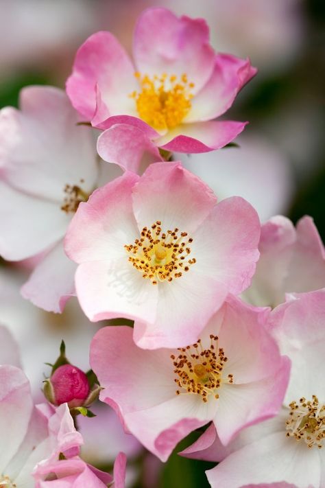 Wild Prairie Rose, Cherokee Rose, Prairie Rose, Dog Rose, Rose Belle, Cactus Blossoms, Yellow Hibiscus, List Of Flowers, The Union