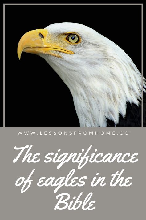 The Eagle, Eagle Sayings, Eagle Quotes, Eagle Quotes Inspiration, Eagle Quotes Strength, Rise Up On Wings Like Eagles, Soar Like An Eagle Quotes, Eagle Scripture, Soar On Wings Like Eagles Verse