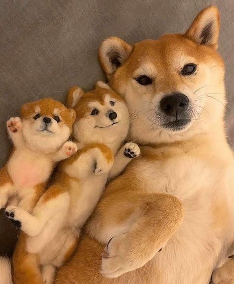 Akita Inu, Japanese Dogs, Shiba Inu Puppy, Akita Dog, Karakter Disney, Shiba Inu Dog, Baby Animals Pictures, Teacup Puppies, Airedale Terrier