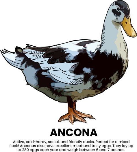 Meet the gorgeous black and white Ancona duck! Active, cold-hardy, social, and friendly ducks. Perfect for a mixed flock! Anconas also have excellent meat and tasty eggs. They lay up to 280 eggs each year and weigh between 6 and 7 pounds. Duck Black Background, Black Duckling, Duck Black And White Drawing, Farm Ducks, Goldeneye Duck, American Black Duck, American Pekin Duck, Ancona Ducks, Duck Species