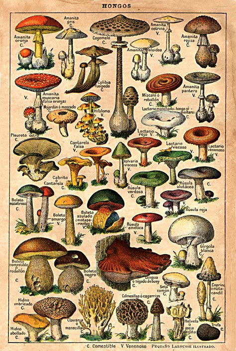 Mushroom Poster, Vintage Mushroom, Picture Collage Wall, Mushroom Art, Vintage Poster Art, Art Collage Wall, Vintage Diy, Picture Collage, Old Book