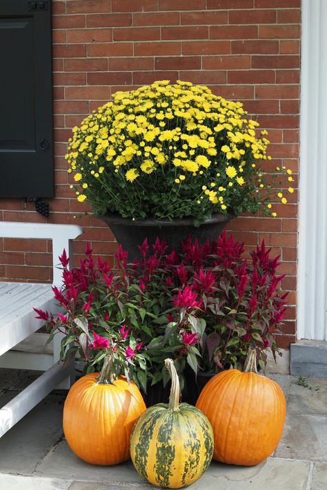 A vibrant autumn display! The bright yellow blooms paired with fiery red flowers and pumpkins make the perfect fall scene 🍁🎃. Nature’s warmth meets seasonal charm. What’s your favorite fall decoration—flowers or pumpkins? 🌻🍂 

#AutumnVibes #FallDecor #NatureLovers #GardenMagic #PumpkinSeason Yellow Chrysanthemum, Yellow Blossom, A Brick Wall, Decoration Flowers, Autumn Display, Seasonal Displays, Fall Decoration, Front Yard Garden, Fiery Red