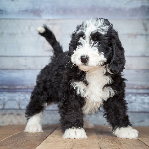 A Visual Guide to All the Different Types of Poodle Mixes, Also Called Doodle Dogs Bernese Mountain Dog Poodle, Gentle Giant Dogs, Best Hypoallergenic Dogs, Doodle Dog Breeds, Designer Dogs Breeds, Mini Bernedoodle, Dog Behaviorist, Bernedoodle Puppy, Designer Dogs