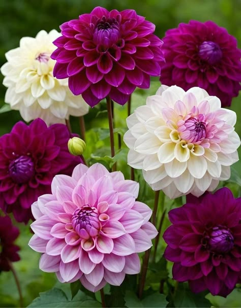 Dahlia Pinnata, Dalia Flower, Dahlia Flower Garden, Bright Indirect Light, Cut Flower Farm, Very Beautiful Flowers, Large Flower Arrangements, Garden Flower Beds, Garden Light