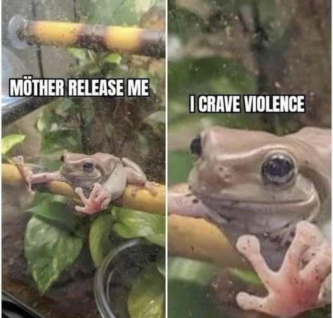 Funny Frogs, Funny Animal Jokes, A Frog, Very Funny Pictures, Real Funny Jokes, Cute Memes, Some Funny Jokes, Really Funny Joke, Animal Jokes