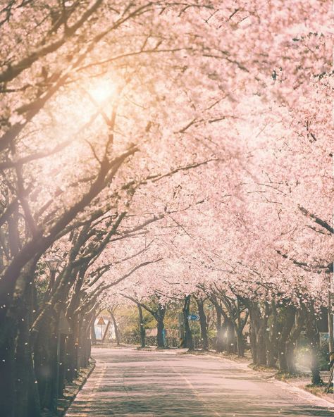 Sakura Tree, Jeju Island, My Dream Came True, Peach Blossoms, Cherry Tree, Scenery Wallpaper, Book Aesthetic, Cherry Blossom, Aesthetic Wallpapers