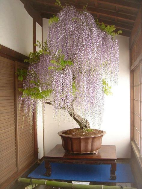 B Bonsai Wisteria, Bonsai For Beginners, Ficus Ginseng Bonsai, Wisteria Bonsai, Bonsai Indoor, Jade Bonsai, Albizia Julibrissin, Bonsai Tree Care, Wisteria Tree