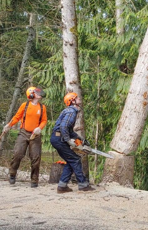 Step back, look up Tree Felling, Looking Up