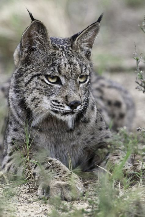 Wild Cat Species, Iberian Lynx, Small Wild Cats, Big Cat Rescue, Cat Species, Exotic Cats, Cheetahs, Large Cats, Wildlife Animals