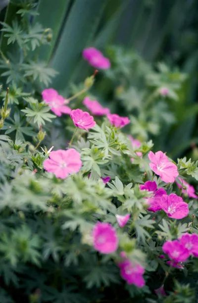 Ground Cover Shade, Groundcover Plants, Growing Geraniums, Geranium Sanguineum, Evergreen Groundcover, Oak Glen, Cranesbill Geranium, Geranium Plant, Shade Garden Plants