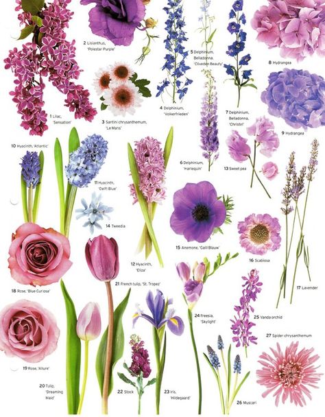 A little flower education for your Wednesday evening, courtesy of Martha Stewart Weddings.  Have a good one, and stay warm!    Brilliant Whi... Flowers And Their Names, Flowers By Color, Wedding Flowers Tulips, Flower Chart, Flower Guide, Purple Wedding Flowers, Flower Meanings, Hydrangea Purple, Flower Names