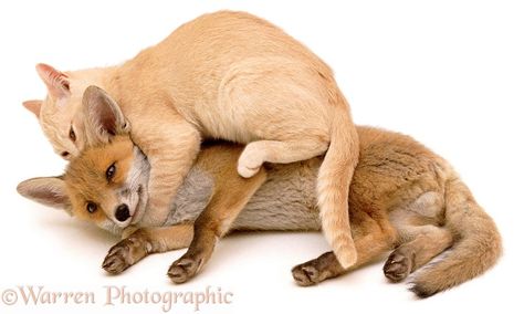 hehe Fox And Cat, Kitten Playing, Fox Pictures, Kitten Photos, Fox Illustration, Cute Giraffe, Cat Pictures, Kittens Playing, Pretty Animals