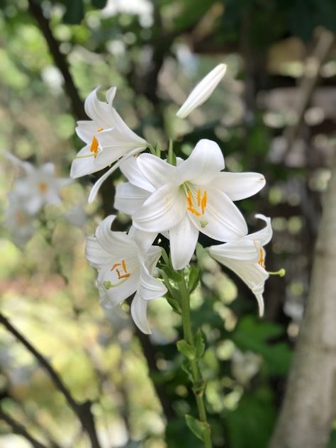 the ancient & noble Madonna lily Madonna Lily Flower, Madonna Lily, Prettiest Flowers, White Lily Flower, Flower Reference, The Bloodline, Day Lilies, Kitchen Witchery, His Queen