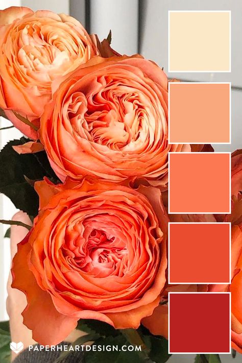 Orange And Cream Color Palette, Peach Orange Color Palette, Wedding Color Palette Orange, Orange Wedding Color Palette, Drawing Random, Peach Color Palettes, Pantone 2024, Brand Palette, Peach Cream