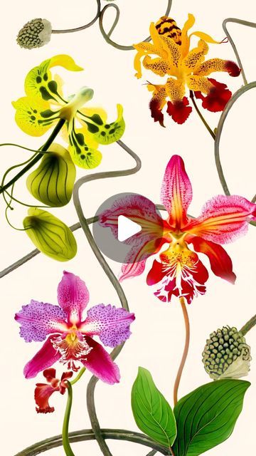 Bug Habitat, Digital Flower Art, Surreal Flowers, Flowers Digital Art, Digital Flower, Flowers Digital, Orchid Flowers, Year 3, Digital Flowers