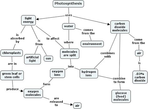 photo synth concept map Plant Physiology Mind Map, Photosynthesis Concept Map, Photosynthesis Mind Map, Biology Concept Map, Botany Notes, Animal Physiology, Bio Chemistry, Teacher In The Making, Science Subject