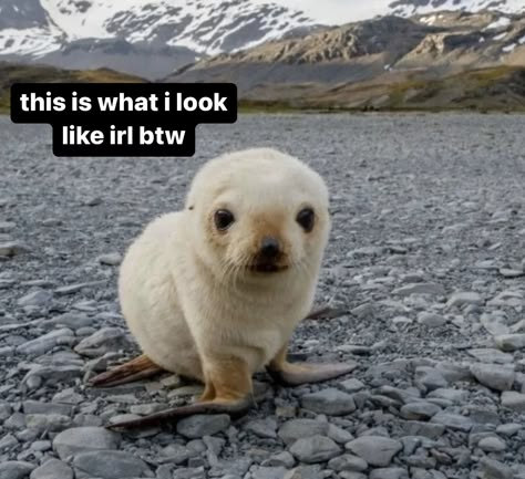 Silly Seal, Fur Seal, Harp Seal, Cute Seals, Seal Pup, Baby Seal, Silly Animals, Atticus, Sea Lion