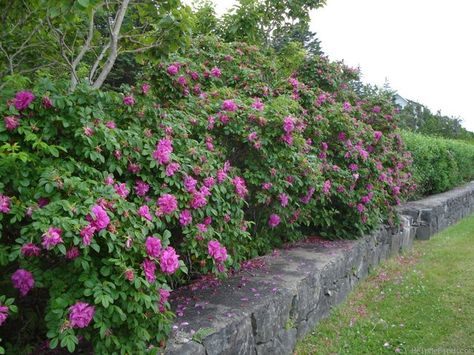 'Rosa rugosa 'Hansa'' Rose Photo Rugosa Rose Hedge, Rosa Rugosa Hedge, Maine Gothic, Structural Plants, Garden Flooring, Rugosa Rose, Rose Hedge, Rosa Rugosa, Rose Border