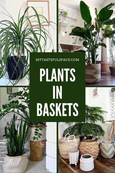 Hanging planters indoor