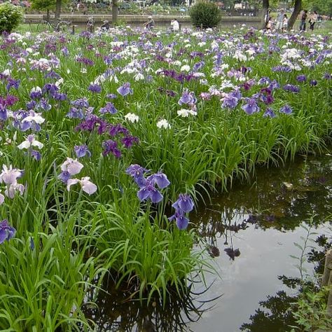 Japanese iris plants in water Japanese Iris Garden, Plants For Waterlogged Soil, Japanese Iris Plants, Plants That Grow In Water Outdoors, Plants That Absorb Excess Water, Plants That Love Water, Plants For Wet Areas Backyards, Standing Water In Yard Solutions, Waterlogged Garden