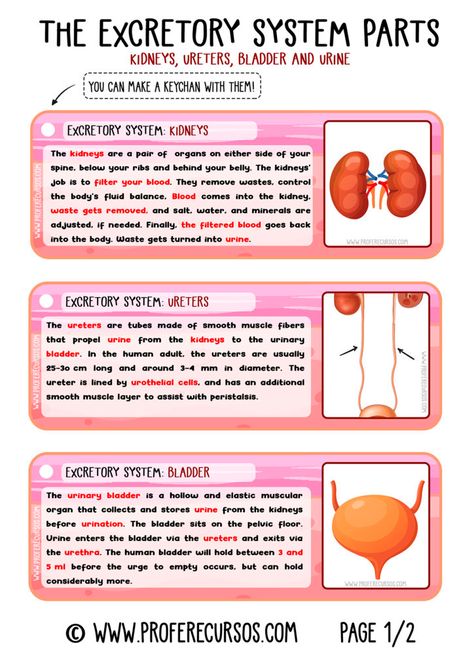 The Excretory System Notes, Excretion In Humans Notes, Excretion In Humans, Excretion Biology Notes, Excretory System Projects, Human Excretory System Diagram, Excretory System Notes, Urinary System Notes, Excretory System Diagram