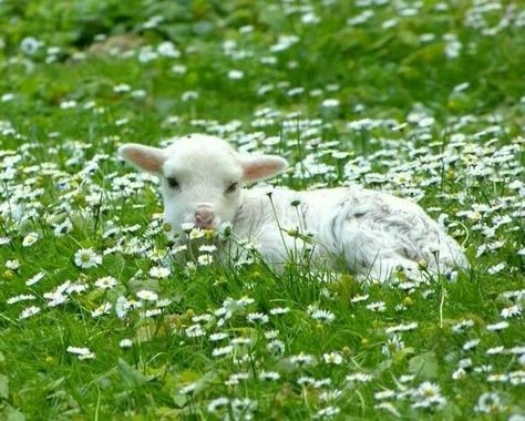 Lamb Aesthetic, Cute Lamb, Baby Lamb, Sheep Farm, Sheep And Lamb, Cute Sheep, Aesthetic Tumblr, Baby Goats, Cute Creatures