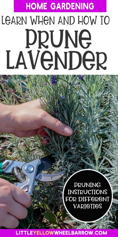 How To Prune Lavender - The Tips You Need For Healthy Plants How To Prune Plants, Pruning Plants How To, How To Prune Lavender, When To Prune Lavender Plants, Lavender Pruning Tips, Caring For Lavender Plants Outdoor, How To Prune Lavender Plant, Pruning Lavender Plants, Prune Lavender Plant