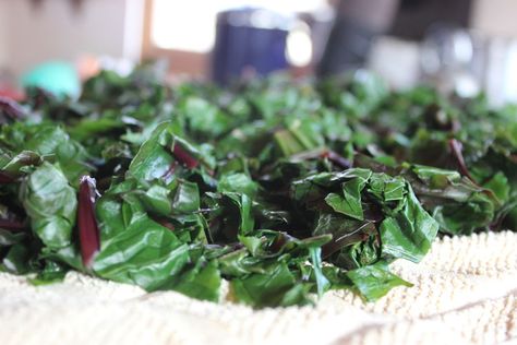 When you harvest beets, don't throw away the tops! Instead, preserve them for winter eating. Here's how to preserve beet greens for the freezer. Preserving Eggplant, Harvest Beets, Freezing Beets, Beet Green Recipes, Beet Leaves, Freezing Kale, Raw Beets, Seasonal Eating, Homemade Pantry