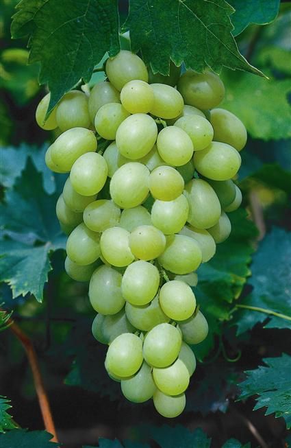 Alkaline Soil, Fruits And Vegetables Pictures, Grape Plant, Vegetable Pictures, Fruits Photos, Dessert Aux Fruits, Garden Vines, Watercolor Fruit, Fruit Photography