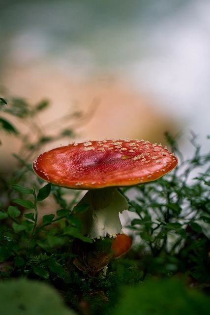 ** Mushroom Flat Mushrooms, Mushrooms Photography, Amy Gross, Fly Amanita, Marsala Color, Cottage French, Woodland Cottage, Lichen Moss, Amanita Muscaria