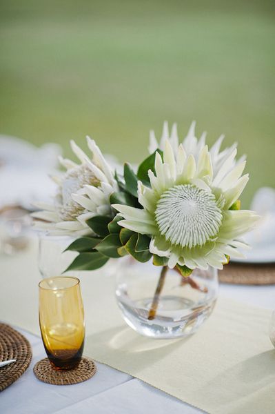 Simple white king protea centerpiece. Photo by Photography by Caspix Protea Centerpiece, White King Protea, White Protea, Succulent Wedding Decor, Succulent Wedding Centerpieces, Protea Wedding, Low Centerpieces, Tafel Decor, King Protea