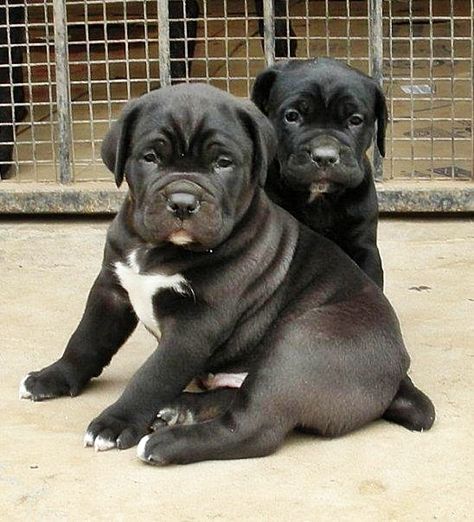 Can Corso Puppies, Chunky Puppies, Chien Cane Corso, Cane Corso Italian Mastiff, Cane Corso Mastiff, Cane Corsos, Italian Mastiff, Dog Pee Pads, Cane Corso Puppies